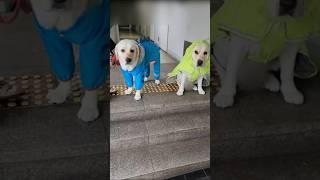 수영은 좋아도 비는 싫은 리트리버 형제 #강아지일상 #강아지유튜브 #retreiver