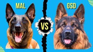 Belgian Malinois vs German Shepherd:  Which is Better?