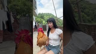 A big rooster that can understand human language. Humans and animals live in harmony. A fighter