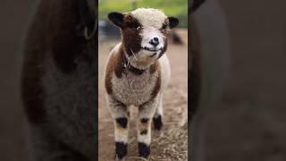 sheep  & monkey  funny  #funnyvideos #sheep #monkey #viral #video #funny #cute #shorts #yt