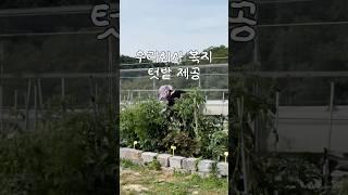 우리 회사 복지 소개합니다 #식집사브이로그
