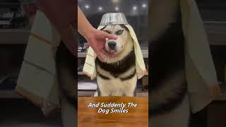 Owner Gives Their Husky Fake Teeth… You Won’t Believe That Smile!