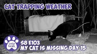 Cat Trapping Weather, Chased Away - Missing Cat Day 15 - Lucky Ferals S8 E103 Vlog