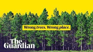 How we get tree planting wrong