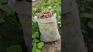 Every Farmers Happiness #growyourownfood #legume