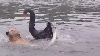 Savage black swan attacks Golden retriever swimming in lake.