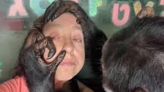 ASMR: Gentle Grooming by Chimpanzee