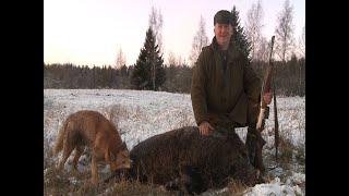 Загонная охота на кабана (Wild boar hunting with dogs).