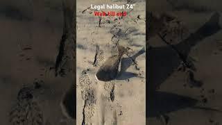 Surf Fishing Los Angeles #losangeles #surfing #SoCalSandReaper #fishing #WesternSpecies