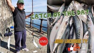 Fresh catch and cook./ how to make mackerel with coconut milk