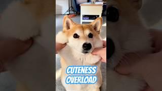 Satisfying Shiba (Unlimited SQUISH) #cutenessoverload