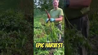 Epic Harvest: The Giant Carrot Unveiled!