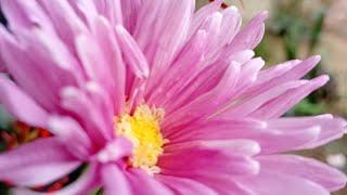 Dimpi maina Hazarika is live