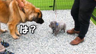 威嚇して吠えまくる犬を大型犬に差し出した結果がこちら