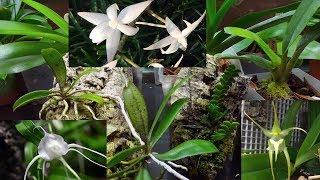 My angraecoid orchids collection (Angraecums, Aerangis, Aeranthes) and how I grow them,