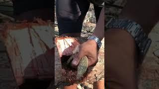 Mountain monitors lizard  #followme #lizard #karenni #nature #2024 #like #share #subscribe #shorts