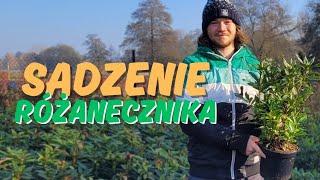 Jak sadzić różaneczniki? PORADNIK jak sadzić rododendron