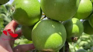 Growing Apple Tree in Container | Granny Smith Apples