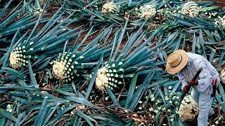 Как текилу делают из агавы - выращивание и сбор голубой агавы - переработка агавы на заводе