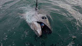 Tuna Fishing in Winter with Jack Fin Pelagus Serie