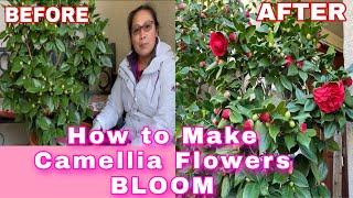 How to Make Camellia Flowers Bloom