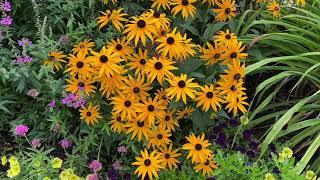 Little Goldstar Black Eyed Susan Rudbeckia