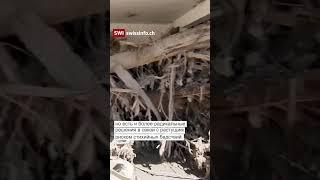 Горные оползни и наводнения в Швейцарии: что делать?