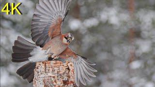 Eichelhäher an der Fütterung   ---   Jay at Feeding2025 1 1