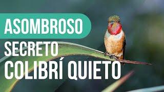  QUIETUD y MENSAJE: ¿Qué SIGNIFICA ver a un COLIBRÍ PARADO? 