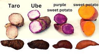 What's the difference between Taro, Ube(purple yam), Purple sweet potato and sweet potato?区别 紫薯和紫心番薯