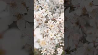 Every flower is a love letter from the earth. #aesthetic #flowers #love