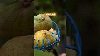 From Start to Harvest  #garden #gardening #fruit #shorts #growyourownfood #fruiting #farming