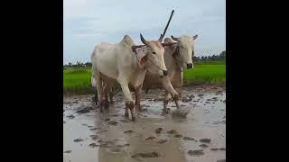 Cows plowing Farm #video #5k #wow  #plow #cow  #गाय #हल #4k #गाय #हल #गाय #हल #videos