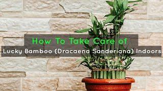 How To Take Care of Lucky Bamboo (Dracaena Sanderiana) Indoors