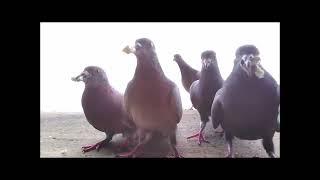 Feeding birds on Oahu, Hawaii