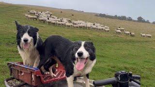 Two amazing border collie sheepdogs herding sheep