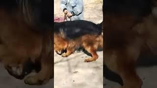 मुझे ढूढ़ने दो क्या है यहां  #dogvlogger #dogvideo #explorepage