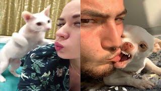  Kiss your pet and see their reaction -  Funny Pets  - Funny Trendy Everyday