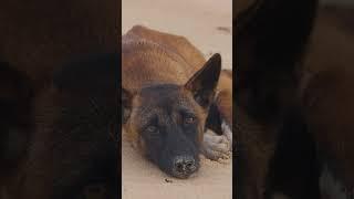 This dingo has some of the most striking patterns I have ever seen.