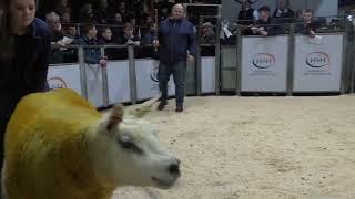 20231218185154  Lot 52  Sportsman Texel Gimmer   35,000gns   to  A Blackwood Auldhouseburn