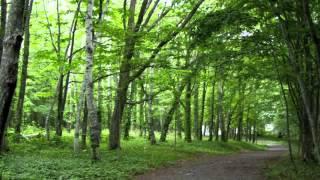 自然の音景色L　静かな森 （野鳥の鳴き声） ・ Nature Sound