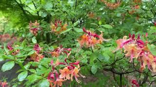 Native Azaleas Plant Profile