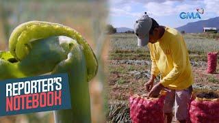 Mga pananim na sibuyas, inaatake ng army worm o harabas ngayong tag-init | Reporter's Notebook