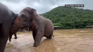 Herd helps guide blind elephant as they escape rising floodwater in Thailand's Chiang Mai province