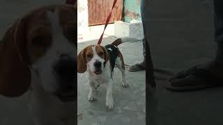 Beagle Stud Service 93509 26445