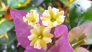 A Closer Look At The Bougainvillea Flowers