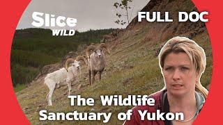 Helping Raise Animals in the Natural Haven of Canada | SLICE WILD | FULL DOCUMENTARY