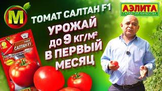 ВЫСОКОУРОЖАЙНЫЙ ТОМАТ Гибрид Салтан F1