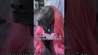 Only paws content ‼️ #dog #dogmom #doglife #doglover #dogshorts #shorts