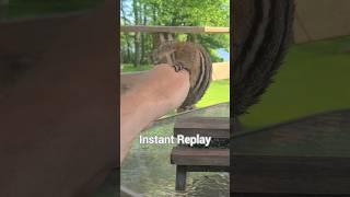 Stubby Chipmunk Does The Chip-Flip 360